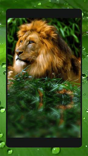 Ferocious beast Animal  Wallpaper скриншот 5