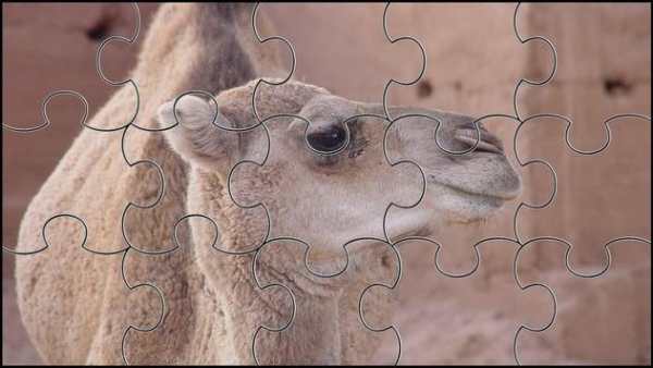 Camel Jigsaw Puzzles Game screenshot 7