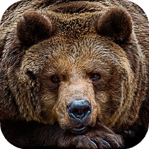 Bear Wallpapers | hd backgrounds 3.0