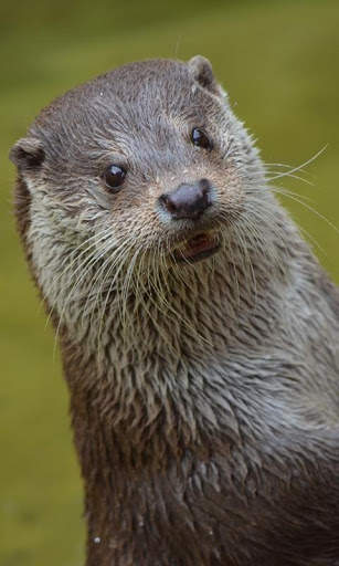 Otter Wallpaper screenshot 1