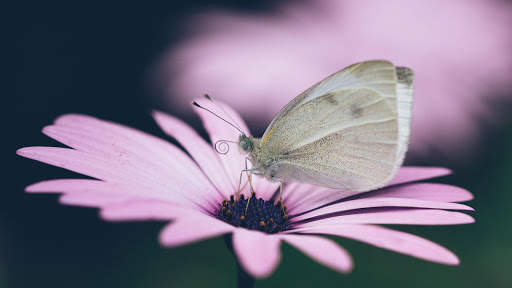 Butterfly Wallpapers HD & 4k Backgrounds screenshot 12