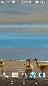 Lama Video Wallpaper screenshot 3