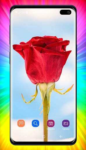 Rose Wallpaper 2 تصوير الشاشة