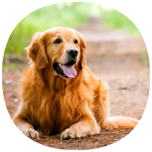ikon How to Train Your Dog (Guide)