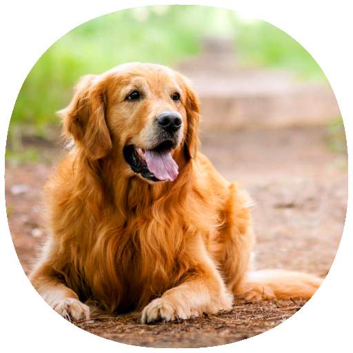 How to Train Your Dog (Guide) 1.5