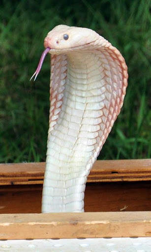 Cobra Wallpaper screenshot 4