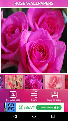 Rose Wallpaper screenshot 3