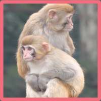 Monkey Memory Game logo