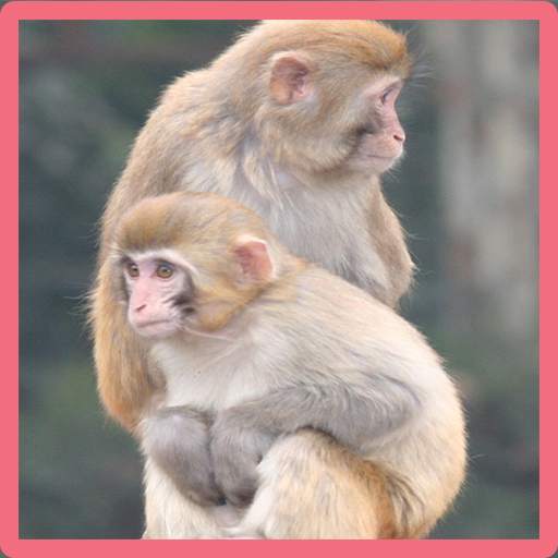 Monkey Memory Game 3.0