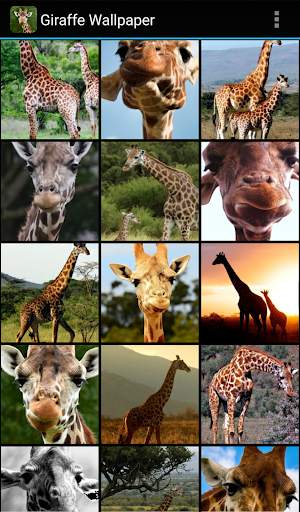 Giraffe Wallpaper screenshot 1