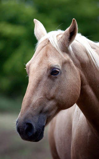 Horse Wallpapers | hd backgrounds screenshot 4