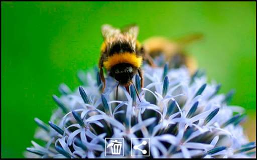 Cam Gallery screenshot 12