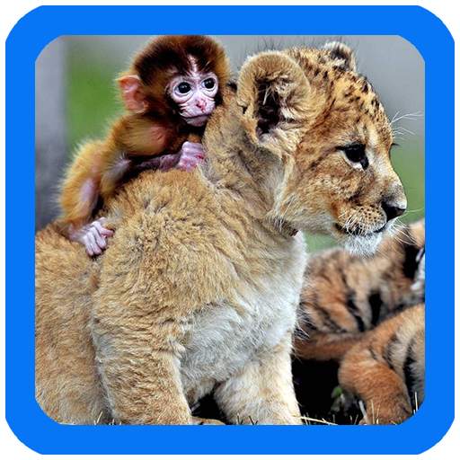 Tigers Live Wallpaper 1.2