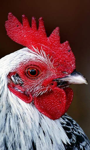 Hen Wallpaper screenshot 7