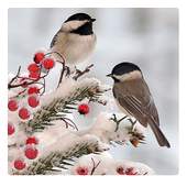 Birds LiveWallpapers 1.0