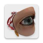 Human Eye