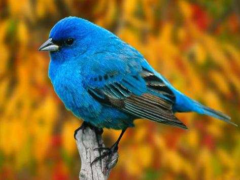 Bird HD Live Wallpaper screenshot 3