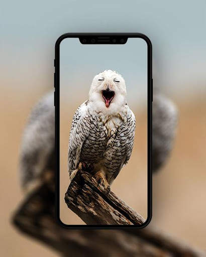 Bird Wallpapers HD स्क्रीनशॉट 5