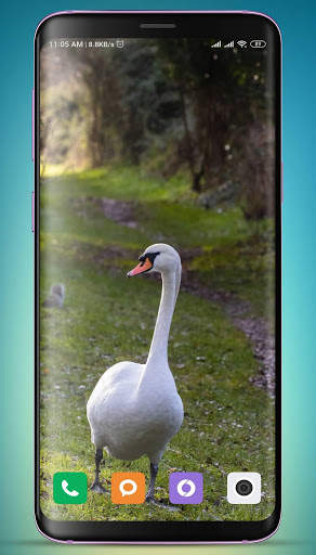 Swan Wallpaper screenshot 8