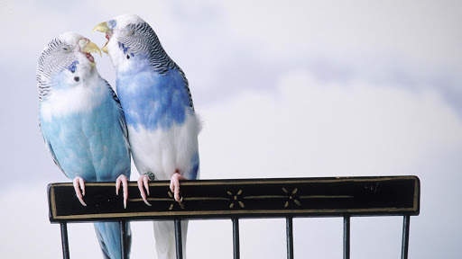 Budgie Bird Wallpapers HD screenshot 10