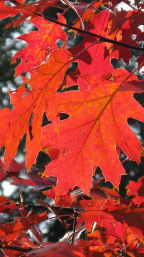 Magic touch: Autumn screenshot 2