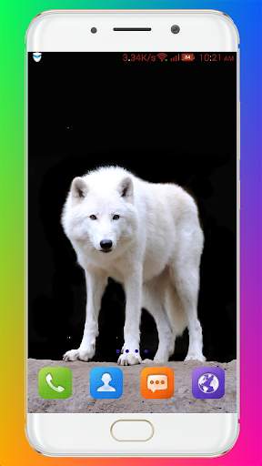 Wolf Wallpaper HD screenshot 7