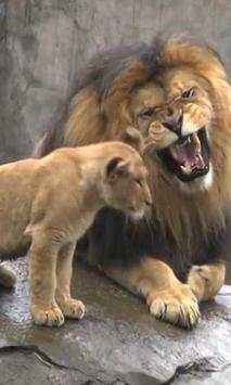 Lion live wallpaper screenshot 3