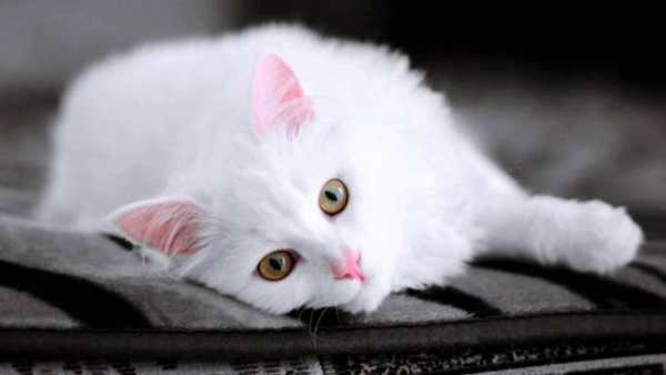 Cat Sound Games screenshot 2