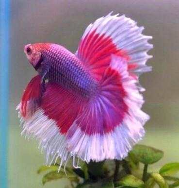Betta Fish 3D screenshot 8