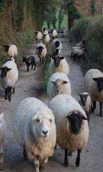 Sheep wallpaper 2 تصوير الشاشة