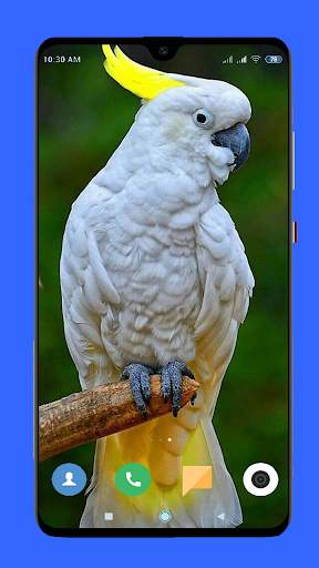 Parrot Wallpaper HD screenshot 9