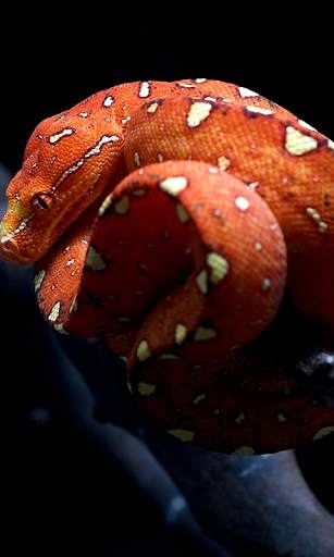 Snake Live Wallpaper screenshot 1