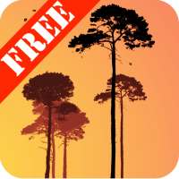 Misty Forest Free