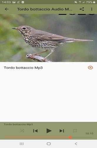 Song Thrush screenshot 2