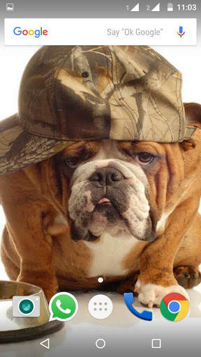 Bulldog Wallpaper HD screenshot 1