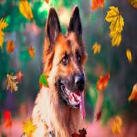 Dog Live Wallpaper icon