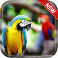 Parrot Wallpapers icon