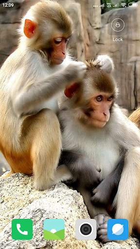 Monkey Wallpaper screenshot 13