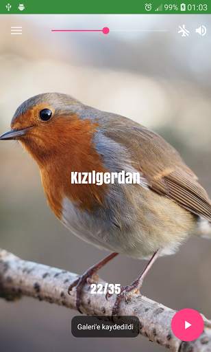 Bird Sounds screenshot 5