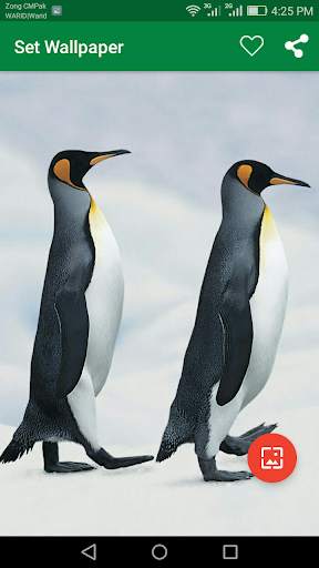 10000 WildLife Wallpapers screenshot 3
