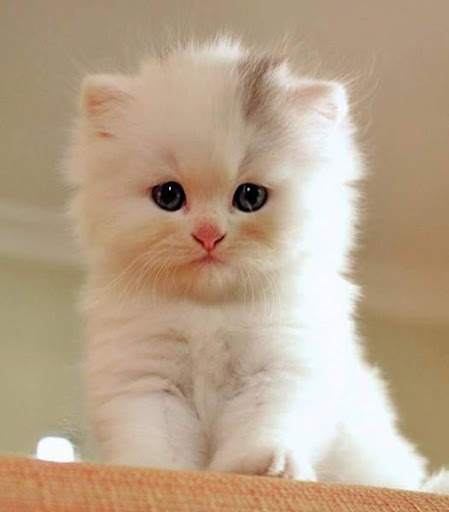 Cat Wallpapers HD Cute screenshot 6