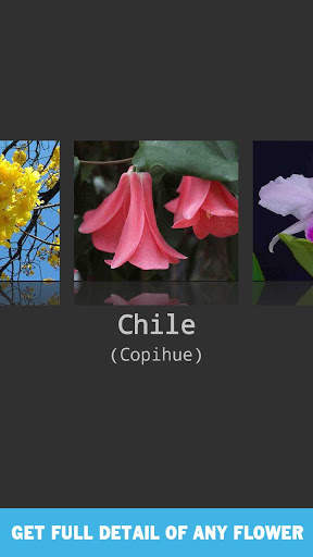 Flower Quiz Game 2020 screenshot 7