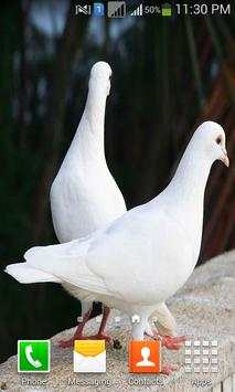Lovely Birds HD Wallpapers screenshot 1