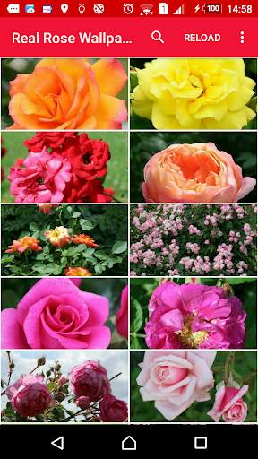 Gardener's roses screenshot 1