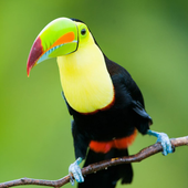 Bird Wallpapers icon