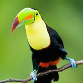 Bird Wallpapers 1.0