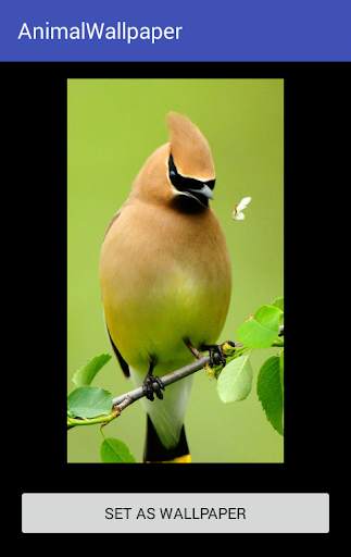 Animal Wallpaper screenshot 17