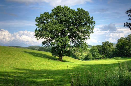 Tree Photo Frames 4 تصوير الشاشة