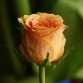 Rose Wallpaper HD 1.0