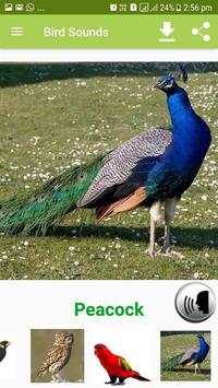 Bird Sound & Pictures screenshot 5